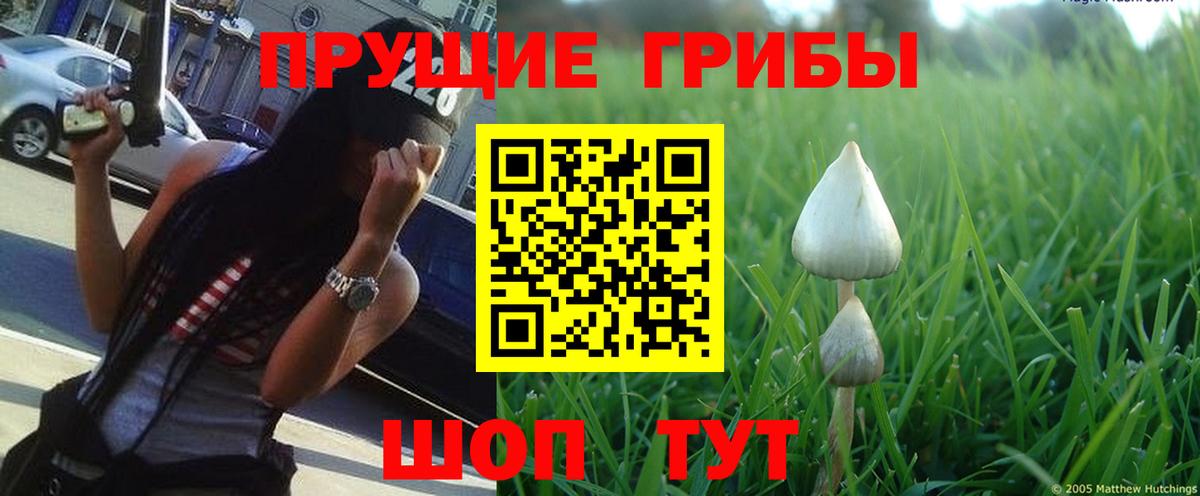 Галлюциногенные грибы GOLDEN TEACHER  Вход с VPN  Псилоцибиновые грибы Psilocybe  Черняховск 